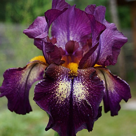 Ирис бородатый Маскарад
