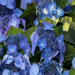 Гортензия крупнолистная Endless Summer Pop Star