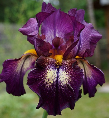 Ирис бородатый Маскарад
