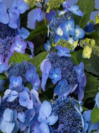 Гортензия крупнолистная Endless Summer Pop Star