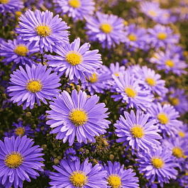 Астра кустарниковая Blue Lagune