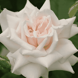 Роза Кустовая Beatrix Potter