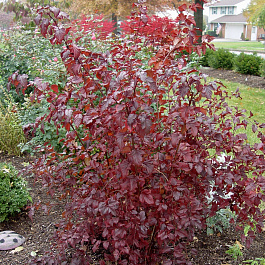 Пузыреплодник калинолистный Саммэ Вайн