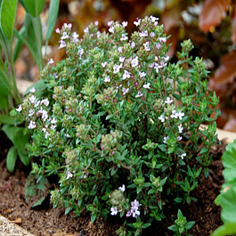 Тимьян обыкновенный Фастини Тимьян обыкновенный Фастини