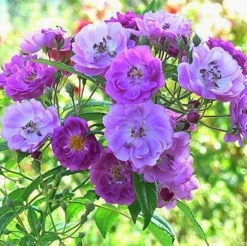 Роза Плетистая Purple Skyliner