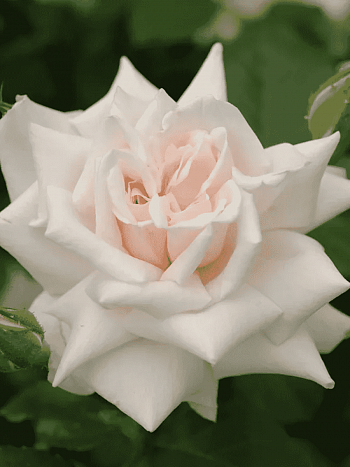 Роза Кустовая Beatrix Potter