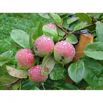 Яблоня Свежесть