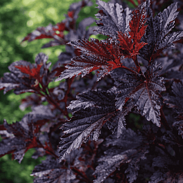 Пузыреплодник калинолистный All Black