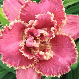 Лилейник Venetian Fringe