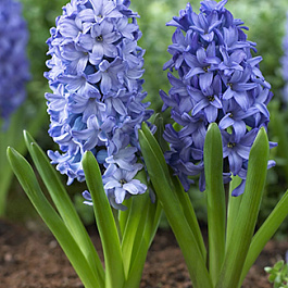 Гиацинт садовый Аква Гиацинт садовый Аква