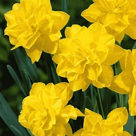 Нарцисс Golden Ducat