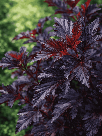 Пузыреплодник калинолистный All Black