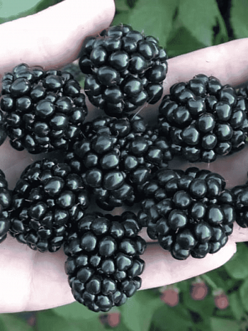 Ежевика садовая Quachita