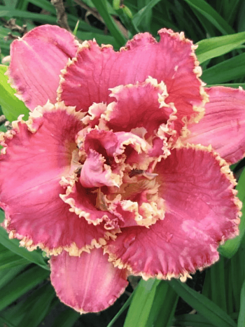 Лилейник Venetian Fringe