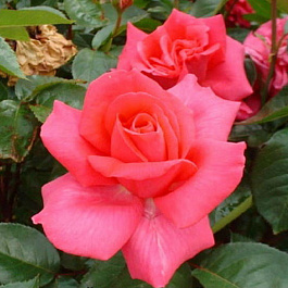 Роза чайно-гибридная Критерион (Rose Criterion)