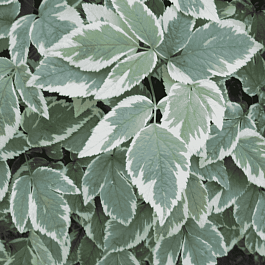 Сныть пестролистная Variegata