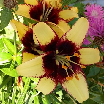 Лилия азиатская Танго Бамблби