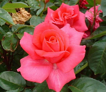 Роза чайно-гибридная Критерион (Rose Criterion)