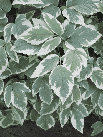 Сныть пестролистная Variegata
