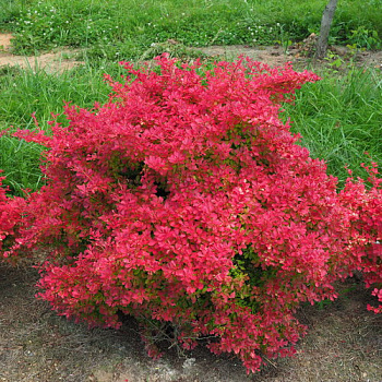 Барбарис Тунберга Barberry