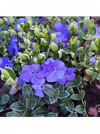 Барвинок малый Atropurpurea