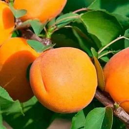 Абрикос Goldrich