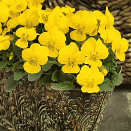 Виола рогатая Yellow Perfection