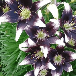 Лилия Purple Heart