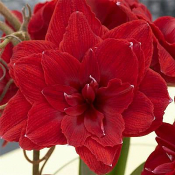 Амариллис махровый Черри Нимфа