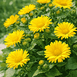 Дороникум восточный Little Leo