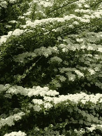 Спирея ниппонская June Bride