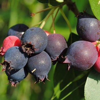 Ирга ольхолистная Красноярская