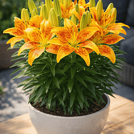 Лилия Tiny Parrot