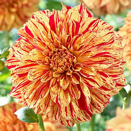 Георгина Декоративная Глориоза