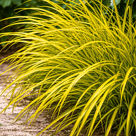Осока пальмолистная Aurea