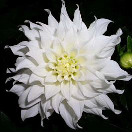 Георгина Декоративная Аспен