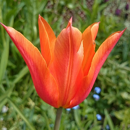 Тюльпан лилиецветный Рикуест Тюльпан лилиецветный Рикуест