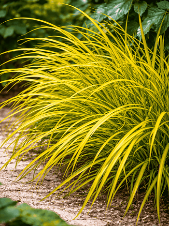 Осока пальмолистная Aurea
