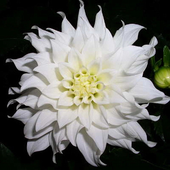 Георгина Декоративная Аспен