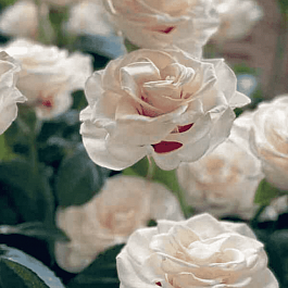 Роза Плетистая Bright Ideas