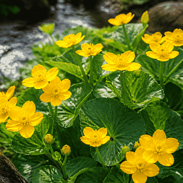 Калужница болотная Bright Yellow