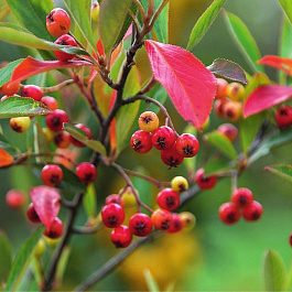 Арония штамб