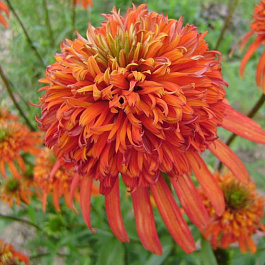 Эхинацея пурпурная Альба