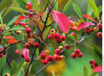 Арония штамб