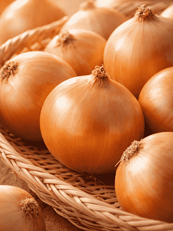 Лук-севок Альфа