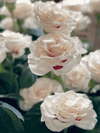 Роза Плетистая Bright Ideas