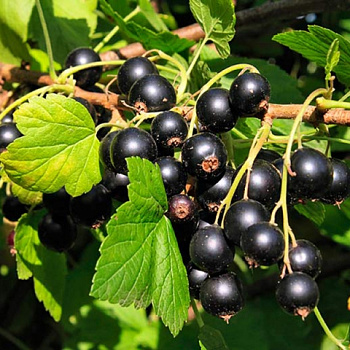 Смородина черная Волшебница