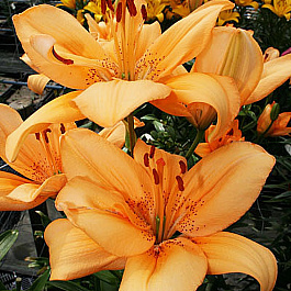 Лилия ла-гибрид Глоуб