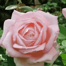 Роза чайно-гибридная Благовест