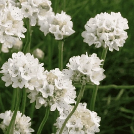 Армерия приморская Morning Star White